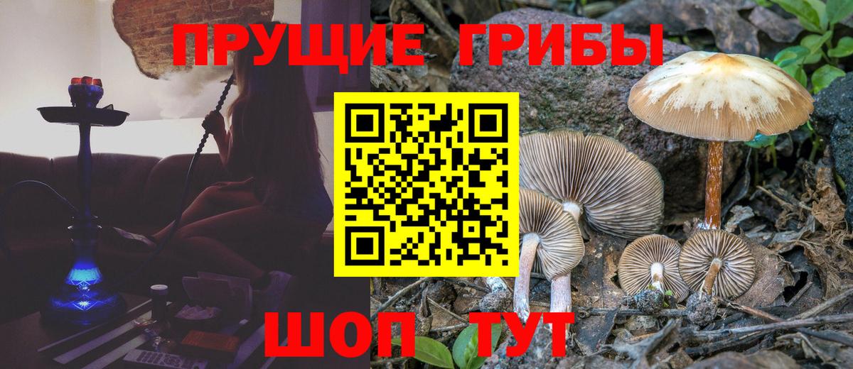 Галлюциногенные грибы прущие грибы  Вход с VPN  Галлюциногенные грибы ЛСД  Кувандык 